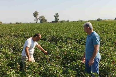 Didim’de pamuk tarlalarında zararlı denetimi