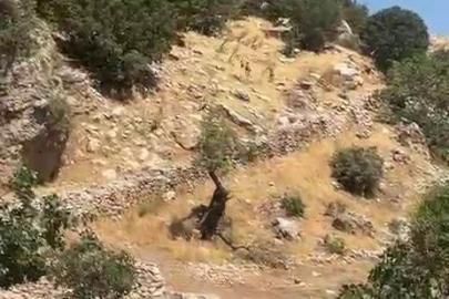 Diyarbakır dağları yaban keçilerine emanet