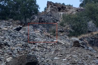 Diyarbakır’da nesli koruma altında bulunan dağ keçileri görüntülendi