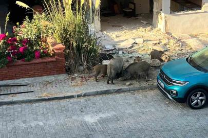 Domuz sürüsü mahalleye indi, vatandaşlar tedirgin oldu