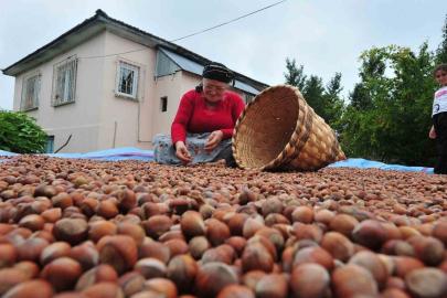 Düzce’den AB ülkelerine 7 bin 192 ton fındık ihraç edildi