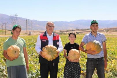 Elazığ’da kabak hasadı başladı: 4 bin tonun üzerinde rekolte bekleniyor
