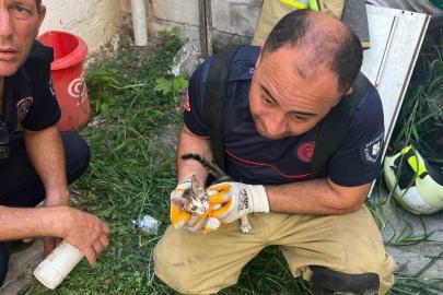Erdek’te iki bina arasına sıkışan yavru kedi kurtarıldı