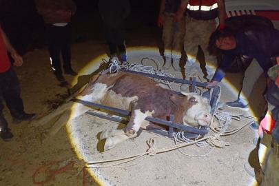 Erzincan’da uçuruma yuvarlanan büyükbaş hayvan kurtarıldı