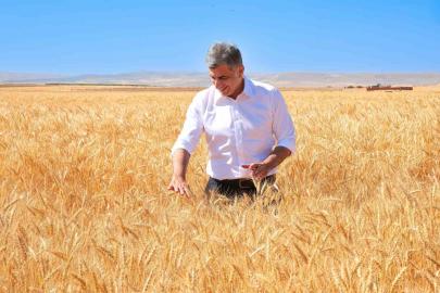 ETİ, kuraklığa dayanıklı Kanatlı Buğdayı’nın ilk tohumluk hasadını gerçekleştirdi