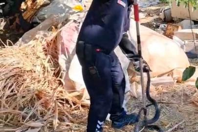 Evin bahçesine giren 2 metrelik yılan korkuttu