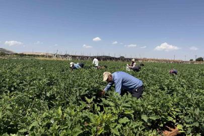 Gaziantep’te dolmalık patlıcan hasadı başladı
