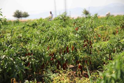 Gaziantep’te en acı hasat