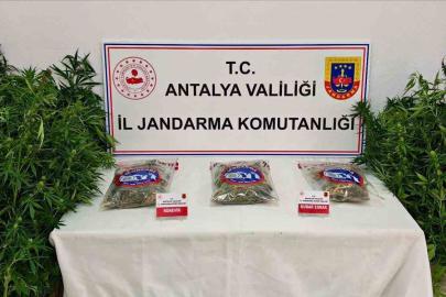 Gazipaşa’da 146 kök kenevir ve 1 kilo 150 gram esrar ele geçirildi