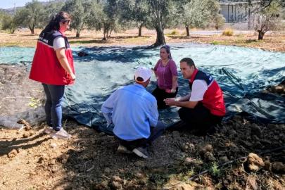 Gömeç te Zeytin Hasadına başlandı