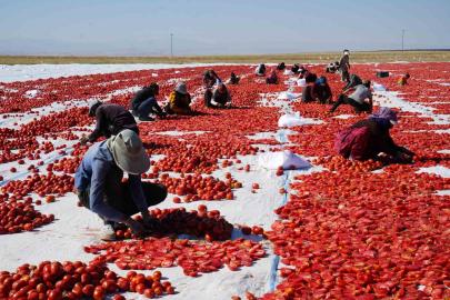 Güneş ve poyrazla kurutulan Niğde domatesi dünya sofralarına ulaşıyor