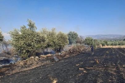 Hassa’da zeytinlik alan ve anız yangını geniş alana yayılmadan söndürüldü