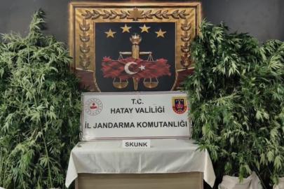 Hatay’da jandarmadan uyuşturucu operasyonu: 371 kök kenevir ele geçirildi