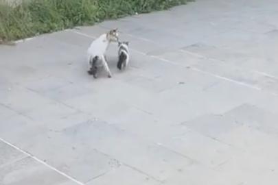 Havalandırma boşluğuna düşen yavru kediyi itfaiye kurtardı