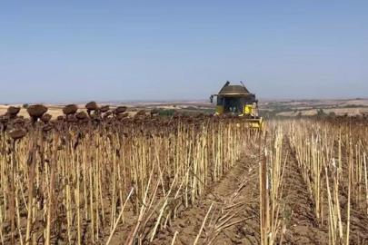 Hayrabolu’da ayçiçeği tarlalarında hasat zamanı
