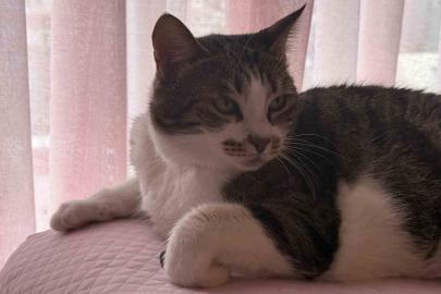 Hırçın kedi hırsızlara geçit vermedi; O anlar kamerada