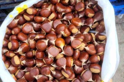 İnebolu’da kestane pazara indi: Kilogramı 400 liradan satılıyor