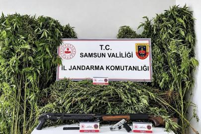 Jandarma tarlada ekili 756 kök kenevir ele geçirdi