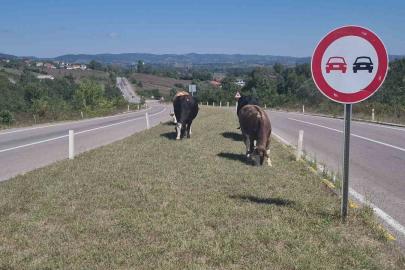 Kara yoluna çıkan başıboş hayvanlar tehlike saçıyor