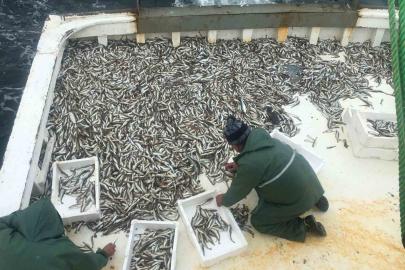 Karadeniz’de sezonun ilk balık avı: Ağlardan mezgit çıktı