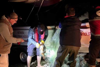 Kastamonu’da barajdan 2 bin 500 metre ağ çıktı, kurtarılan 225 sazan gölete bırakıldı