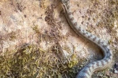 Kastamonu’da boynuzlu engerek yılanı görüldü