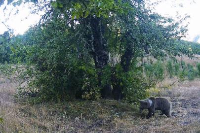Kastamonu’da yaban hayatı fotokapanlarla görüntülendi