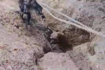Kayalıklarda mahsur kalan keçiler kurtarıldı