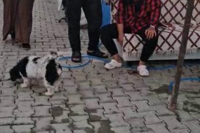 Konteyner kentte imam nikahlı koca dehşeti: Karısı ve kızıyla birlikte toplam 4 kişiyi palayla yaraladı