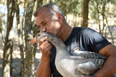 Korona virüs sebebiyle köyüne dönüp kaz çiftliği kurdu, şimdi Kars’a bile kaz gönderiyor