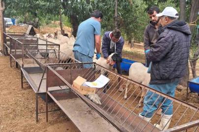 Köşk’te koyun ve keçiler sağlık taramasından geçiriliyor