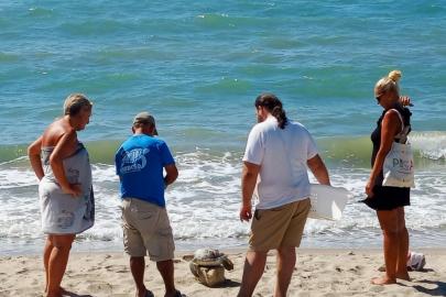 Kuşadası Körfezi’nde 4 deniz kaplumbağası ölü bulundu