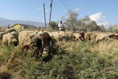 Maaşlarıyla gündem olan çobanlar, günde litrelerce su tüketerek kavurucu sıcakta mesaiyi sürdürüyor