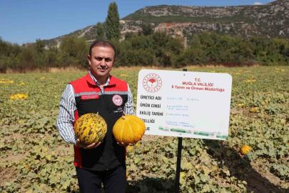 Menteşe’de yayla kavunu ve ata sebzelerinin hasadı yapıldı