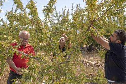 Mersin’de badem fidanları meyve vermeye başladı