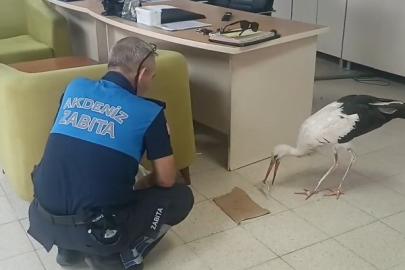 Mersin’de yaralı halde bulunan leylek koruma altına alındı