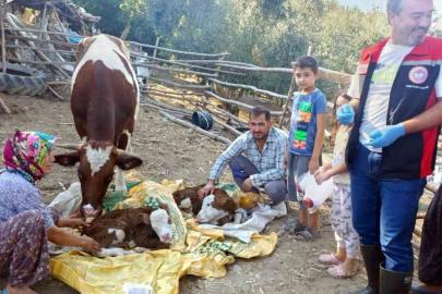 Muğla’da yeni doğan buzağılar için seferberlik