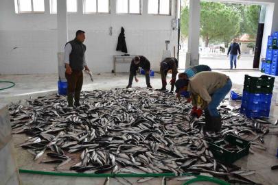 Muğla’nın ihracatında su ürünleri, zeytin ve madencilik öne çıkıyor