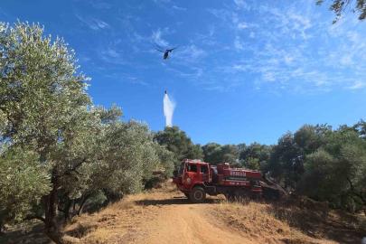 Nazilli’de çıkan yangında 2 dönüm zeytinlik zarar gördü
