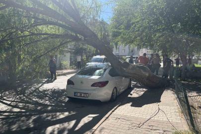 Niğde’de park halindeki otomobilin üzerine ağaç devrildi