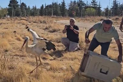 Ölen eşinin başında 5 gün boyunca bekleyen leylek tedavisinin ardından doğaya salındı