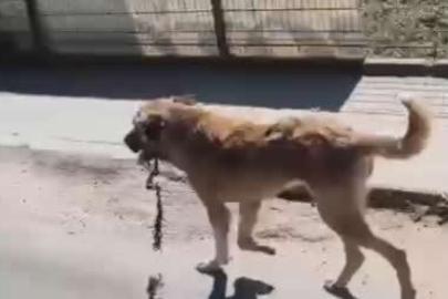 Ordu’da ağzına çengel takılan köpek kurtarıldı