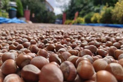 Ordu’nun yüksek kesimlerde fındıkta kurutma mesaisi sürüyor