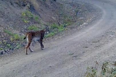 ’Ormanın hayaleti’ vaşak kameraya yansıdı
