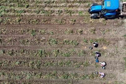 Patates diyarı Bolu’da zorlu hasat mesaisi başladı