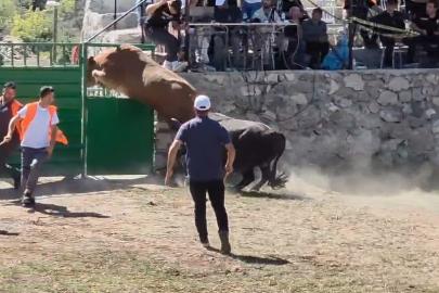 Rakibinden kaçan 600 kiloluk boğa olimpiyat sporcularına taş çıkardı