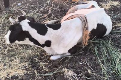 Reyhanlı’da  bataklığa düşen büyükbaş hayvan kurtarıldı