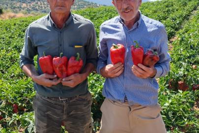 Salihli’de kapya biberde hasat zamanı