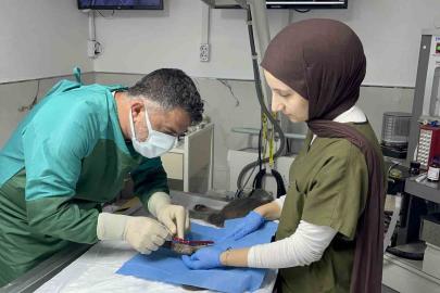Sekizinci kattan düşerek bacakları kırılan kedi, başarılı operasyon sayesinde 4 günde yürümeye başladı