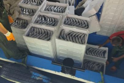 Sezonun ilk gününde avlanan palamutlar İnebolu Limanı’na geldi